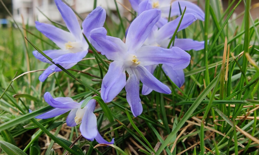 MAKRO: OnePLus 8 Pro har supermakro med nærgrense på 3 centimeter. Foto: Martin Kynningsrud Størbu MAKRO: OnePLus 8 Pro har supermakro med nærgrense på 3 centimeter. Foto: Martin Kynningsrud Størbu