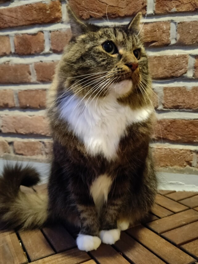 OnePlus 8 Pro har også kjæledyrgjenkjenning som skal sørge for å fange bilder av dyr i bevegelse. Foto: Martin Kynningsrud Størbu OnePlus 8 Pro har også kjæledyrgjenkjenning som skal sørge for å fange bilder av dyr i bevegelse. Foto: Martin Kynningsrud Størbu