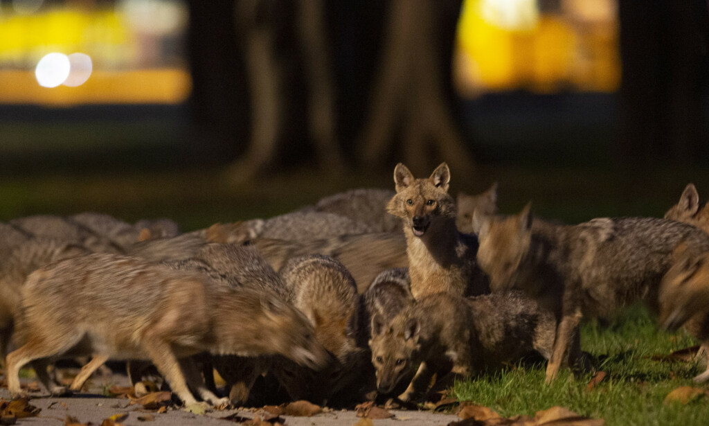 FOLKESJY: Sjakalen er en folkesky dyrerase. Dermed er det ikke noe problem å oppholde seg i Hayarkon-parken i Tel Aviv nå. Der er det nemlig ingen folk. Foto: AP Photo/Oded Balilty/NTB Scanpix FOLKESJY: Sjakalen er en folkesky dyrerase. Dermed er det ikke noe problem å oppholde seg i Hayarkon-parken i Tel Aviv nå. Der er det nemlig ingen folk. Foto: AP Photo/Oded Balilty/NTB Scanpix