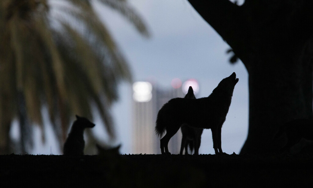 ULER: Byen er stort sett tom på grunn av ordre om å bli innendørs. Sjakalene har tatt seg ut i parkene og uler mot himmelen. Foto: AP Photo/Oded Balilty/NTB Scanpix ULER: Byen er stort sett tom på grunn av ordre om å bli innendørs. Sjakalene har tatt seg ut i parkene og uler mot himmelen. Foto: AP Photo/Oded Balilty/NTB Scanpix