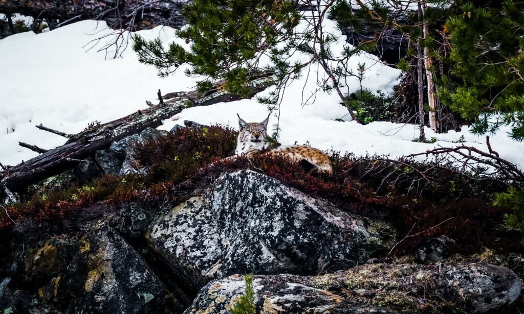 Gaupa la seg på et utsiktspunkt. Foto: Frank Dahl Gaupa la seg på et utsiktspunkt. Foto: Frank Dahl