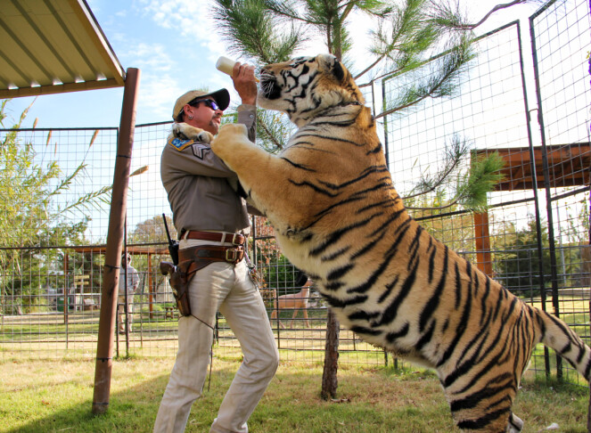 FIENDER: Tiger King alias Joe Exotix forer en av tigrene han flasket opp fra de var små. I dag sitter Exotic fengslet, dømt til 22 år blant annet for å ved to anledninger ha planlagt leiemord på Carole Baskin. FOTO: Netflix FIENDER: Tiger King alias Joe Exotix forer en av tigrene han flasket opp fra de var små. I dag sitter Exotic fengslet, dømt til 22 år blant annet for å ved to anledninger ha planlagt leiemord på Carole Baskin. FOTO: Netflix