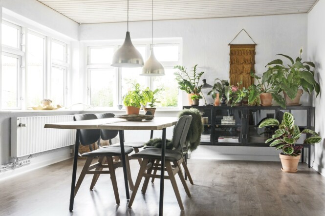 Spiseområdet er innredet med mørkere toner enn resten av huset. Det rustikke plankebordet matcher fint de mørke stolene og det svarte vitrineskapet der det står masse ulike grønne planter. Det store vinduet gir nydelig utsikt til de grønne omgivelsene utenfor mens man spiser. TIps! Planter, og kanskje vi mennesker også, klarer seg bedre uten gardiner. La lyset flomme uhindret inn! FOTO: Mettemaje Skøtt og Camilla Skøtt Spiseområdet er innredet med mørkere toner enn resten av huset. Det rustikke plankebordet matcher fint de mørke stolene og det svarte vitrineskapet der det står masse ulike grønne planter. Det store vinduet gir nydelig utsikt til de grønne omgivelsene utenfor mens man spiser. TIps! Planter, og kanskje vi mennesker også, klarer seg bedre uten gardiner. La lyset flomme uhindret inn! FOTO: Mettemaje Skøtt og Camilla Skøtt