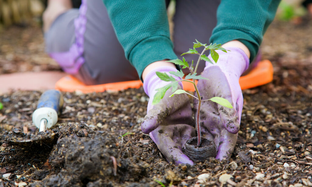 image: Dette tar knekken på plantene