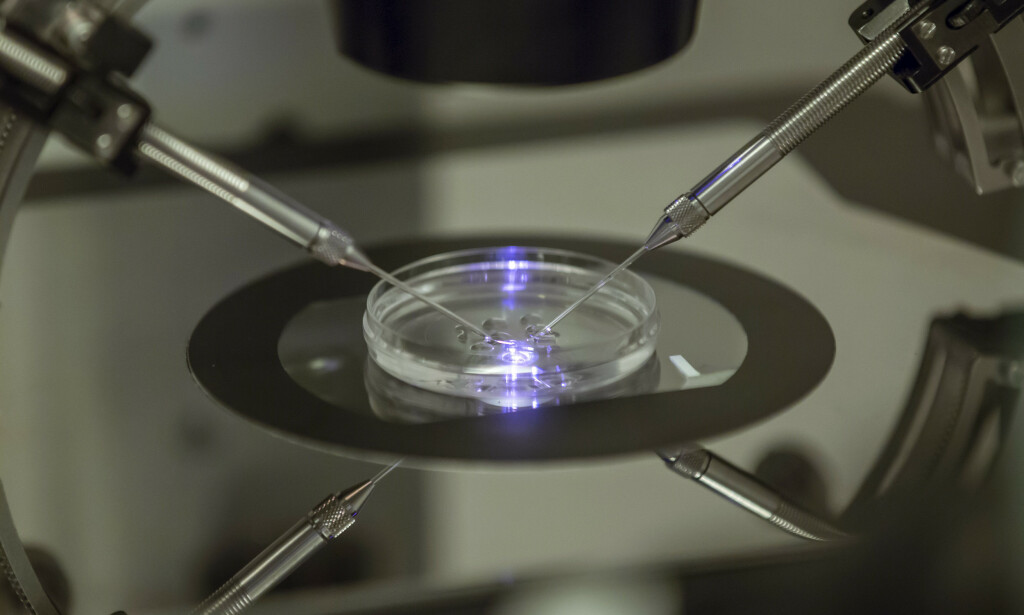 KUNSTIG BEFRUKTNING: Kunstig befruktning (IVF) vil bli tilgjengelig for flere grupper etter at Ap, Frp og SV har inngått en avtale om liberaliseringer i bioteknologiloven. Bildet er fra en IVF-behandling i London i 2013. Foto: Sang Tan / AP KUNSTIG BEFRUKTNING: Kunstig befruktning (IVF) vil bli tilgjengelig for flere grupper etter at Ap, Frp og SV har inngått en avtale om liberaliseringer i bioteknologiloven. Bildet er fra en IVF-behandling i London i 2013. Foto: Sang Tan / AP
