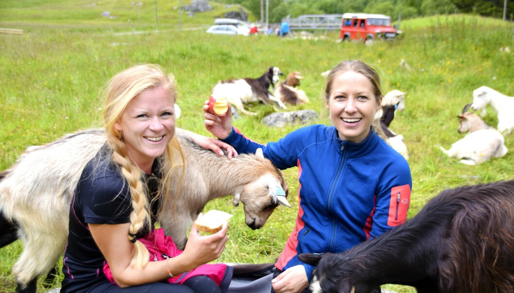 LUNSJDATE: I Kårdal holder geitene oss med selskap ved det hyggelige stølsysteriet Rallarrosa. FOTO: Mari Beraksten LUNSJDATE: I Kårdal holder geitene oss med selskap ved det hyggelige stølsysteriet Rallarrosa. FOTO: Mari Beraksten