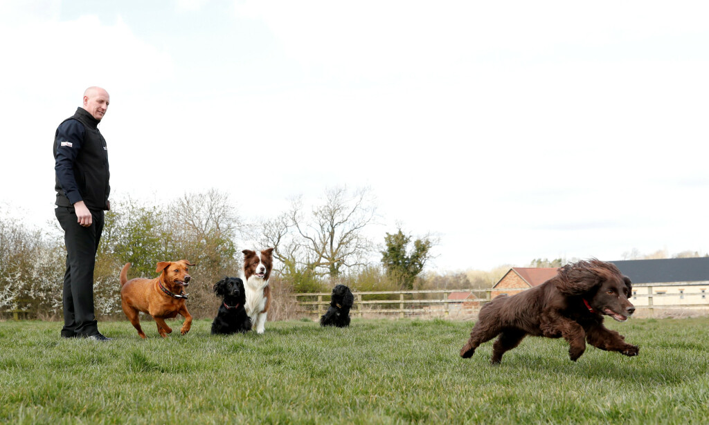 TRENING: Hundetrener Rob Harris sammen med hundene som skal lære å gjenkjenne coronaviruset. Foto: REUTERS/Matthew Childs TRENING: Hundetrener Rob Harris sammen med hundene som skal lære å gjenkjenne coronaviruset. Foto: REUTERS/Matthew Childs