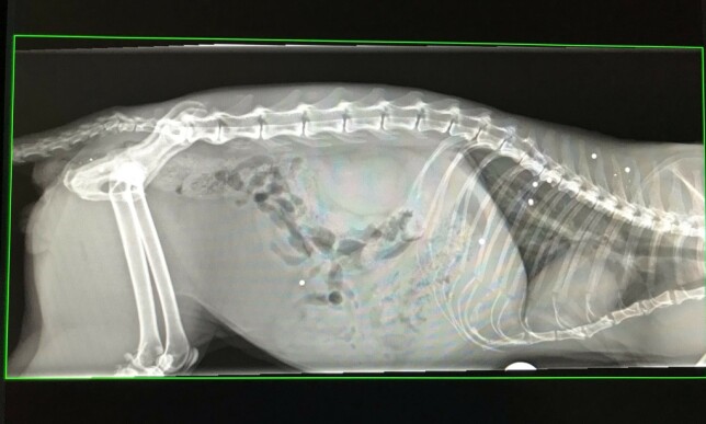 KATT: Strandheim tror at katten ble skutt for over fem år siden. Foto: Privat. KATT: Strandheim tror at katten ble skutt for over fem år siden. Foto: Privat.