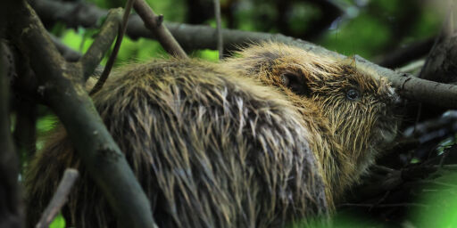 image: Bever i Frognerparken
