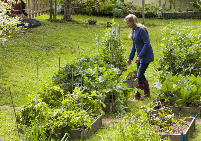 DYRKE I PALLEKARMER: Pallekarmer, som du blant annet får kjøpt på hagesentre og i hjemmefikser-kjeder, er populære i kjøkkenhager. I stedet for å fylle dem med kjøpt plantejord, tipser Liza Franke om at du bare kan fjerne gresstorven under dem og tilsette litt kompost eller gammel møkk fra hest, høns eller kyr. Fyll gjerne på litt mer hvert år. FOTO: Lizas Småbruk DYRKE I PALLEKARMER: Pallekarmer, som du blant annet får kjøpt på hagesentre og i hjemmefikser-kjeder, er populære i kjøkkenhager. I stedet for å fylle dem med kjøpt plantejord, tipser Liza Franke om at du bare kan fjerne gresstorven under dem og tilsette litt kompost eller gammel møkk fra hest, høns eller kyr. Fyll gjerne på litt mer hvert år. FOTO: Lizas Småbruk