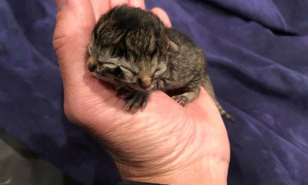 STOR INTERESSE: Flere skal ha tilbudt seg å adoptere kattungen, men familien ønsker å beholde ham. Foto: Privat STOR INTERESSE: Flere skal ha tilbudt seg å adoptere kattungen, men familien ønsker å beholde ham. Foto: Privat