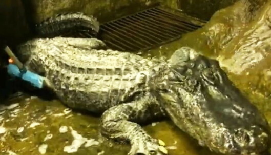 «Hitlers alligator» er død «Hitlers alligator» er død