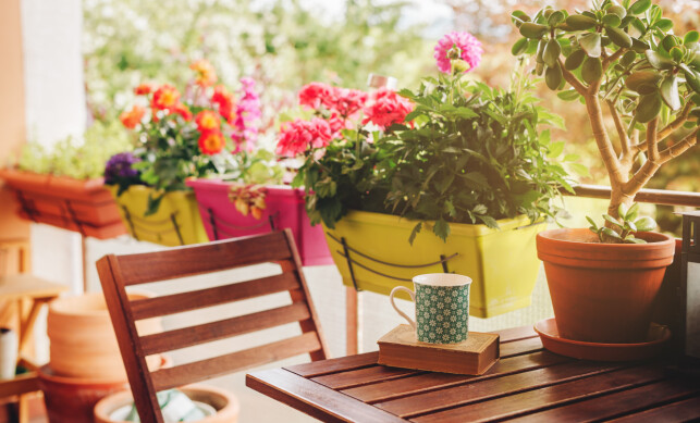 KOSELIG MED BLOMSTER: Unn deg noen fargerike blomster fra Floriss på verandaen. Foto: Shutterstock KOSELIG MED BLOMSTER: Unn deg noen fargerike blomster fra Floriss på verandaen. Foto: Shutterstock