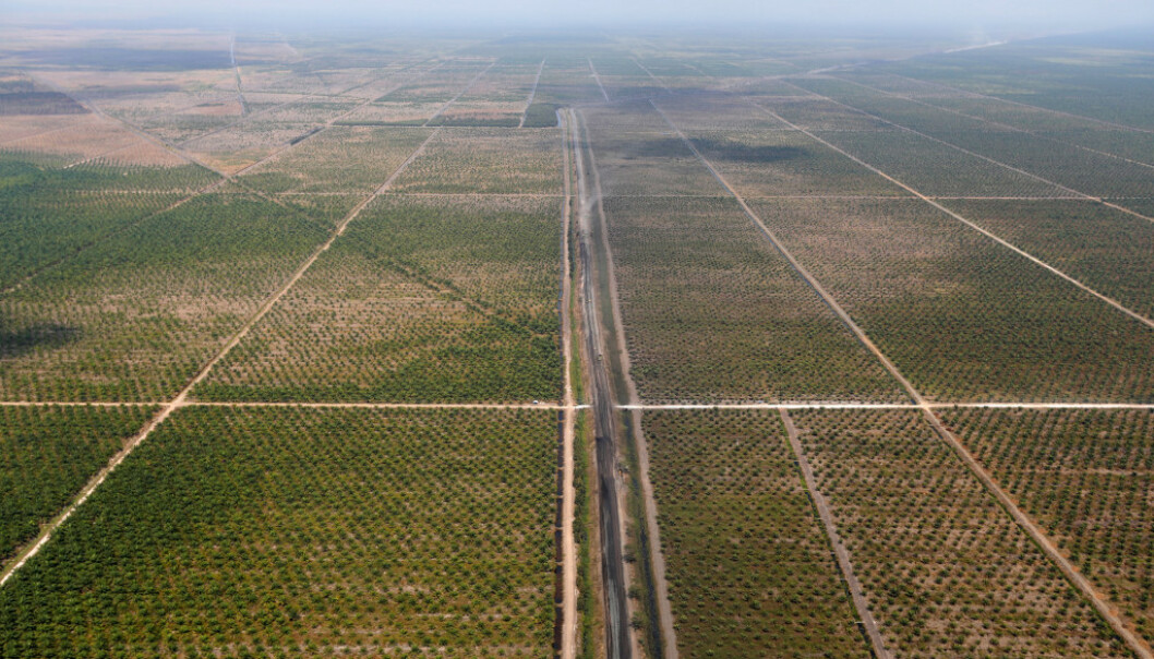 PALMEOLJE: Dette er en av mange enorme palmeoljeplantasjer i landet. Foto: Willy Kurniawan / Reuters / NTB Scanpix PALMEOLJE: Dette er en av mange enorme palmeoljeplantasjer i landet. Foto: Willy Kurniawan / Reuters / NTB Scanpix