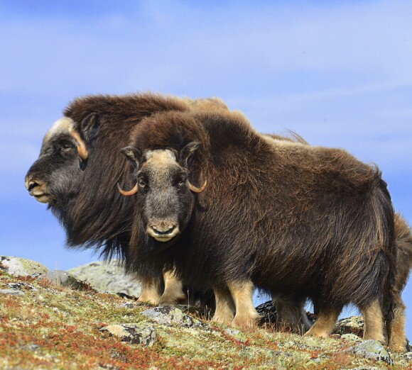 MOSKUS: De ikoniske dyrene trives i de tidvis værharde omgivelsene på Dovrefjell. Foto: Ronny Frimann MOSKUS: De ikoniske dyrene trives i de tidvis værharde omgivelsene på Dovrefjell. Foto: Ronny Frimann