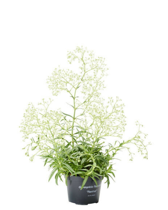 Plantasjen, kr 79 Plantasjen, kr 79
