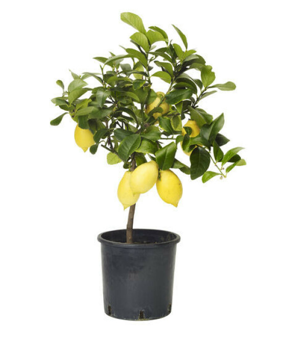 Plantasjen, kr 499 Plantasjen, kr 499