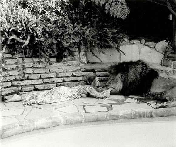 SLIPP! FLINK GUTT: Bestemor Tippi Hedren i lek med løven Neil. FOTO: NTB Scanpix SLIPP! FLINK GUTT: Bestemor Tippi Hedren i lek med løven Neil. FOTO: NTB Scanpix