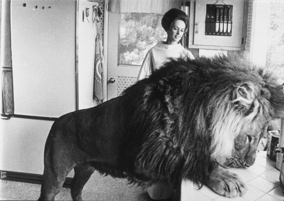 HVA ER DET TIL MIDDAG? Løven Neil og Dakotas bestemor Tippi Hedren i en hverdagsscene på kjøkkenet FOTO: NTB Scanpix HVA ER DET TIL MIDDAG? Løven Neil og Dakotas bestemor Tippi Hedren i en hverdagsscene på kjøkkenet FOTO: NTB Scanpix