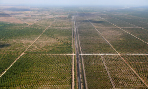 ENORME OMRÅDER: Avskoging i forbindelse med produksjon av palmeolje i Indonesia er enorm. I følge Regnskogfondet er området på størrelse med Hellas i utstrekning og fortsetter å øke. Foto: Willy Kurniawan / Reuters / NTB Scanpix ENORME OMRÅDER: Avskoging i forbindelse med produksjon av palmeolje i Indonesia er enorm. I følge Regnskogfondet er området på størrelse med Hellas i utstrekning og fortsetter å øke. Foto: Willy Kurniawan / Reuters / NTB Scanpix