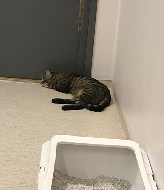 ROM: På dette rommet på Arlanda flyplass har Felix bodd de siste dagene. Foto: Privat ROM: På dette rommet på Arlanda flyplass har Felix bodd de siste dagene. Foto: Privat