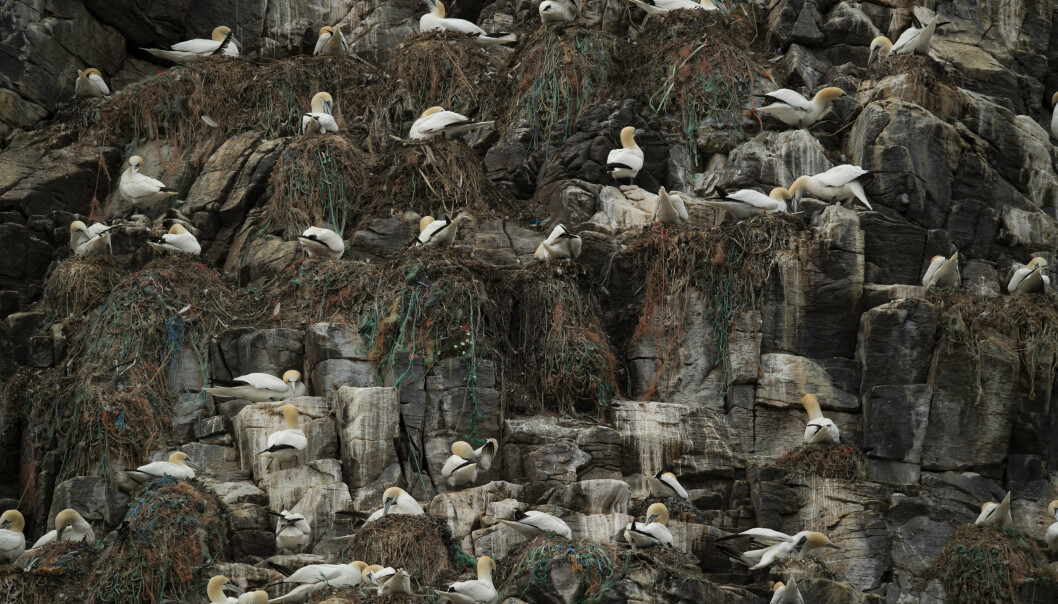 MILJØPROBLEM: Slik ser den ene siden av "Fugleøya" ut. Foto: Roger Brendhagen MILJØPROBLEM: Slik ser den ene siden av "Fugleøya" ut. Foto: Roger Brendhagen