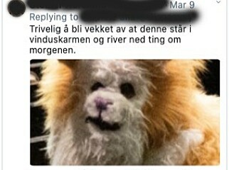 image: Tanja (25) skal leve som katt image: Tanja (25) skal leve som katt