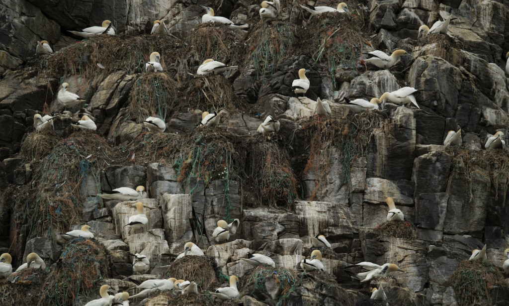MILJØPROBLEM: Havsulene på Runde bygger reder av søppel de finner i havet. Foto: Roger Brendhagen MILJØPROBLEM: Havsulene på Runde bygger reder av søppel de finner i havet. Foto: Roger Brendhagen