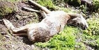 image: Fuglehund i strupen - her ligger rådyret