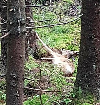 HALVDØD I MINST TO TIMER: En turgåer med hund i bånd fant dette halvoksne rådyret i turområde på Bøler i Oslo. Foto: Thomas Gunnestad. HALVDØD I MINST TO TIMER: En turgåer med hund i bånd fant dette halvoksne rådyret i turområde på Bøler i Oslo. Foto: Thomas Gunnestad.