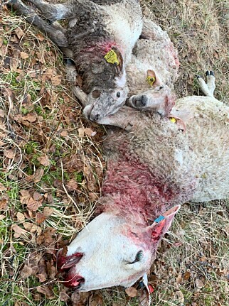 DØDELIG HUNDEANGREP: Søye og to lam angrepet av løs husky i Sortland i Nordland. Foto: Kristiane Jensen. DØDELIG HUNDEANGREP: Søye og to lam angrepet av løs husky i Sortland i Nordland. Foto: Kristiane Jensen.