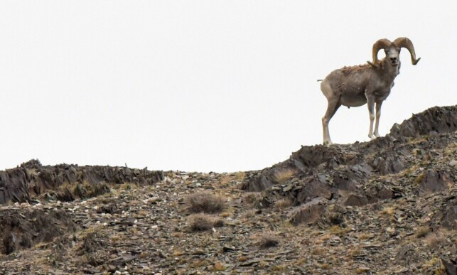TRUET: Det var en argilsau av denne typen, Donald Trump junior skjøt i Mongolia. Foto: NTB Scanpix TRUET: Det var en argilsau av denne typen, Donald Trump junior skjøt i Mongolia. Foto: NTB Scanpix