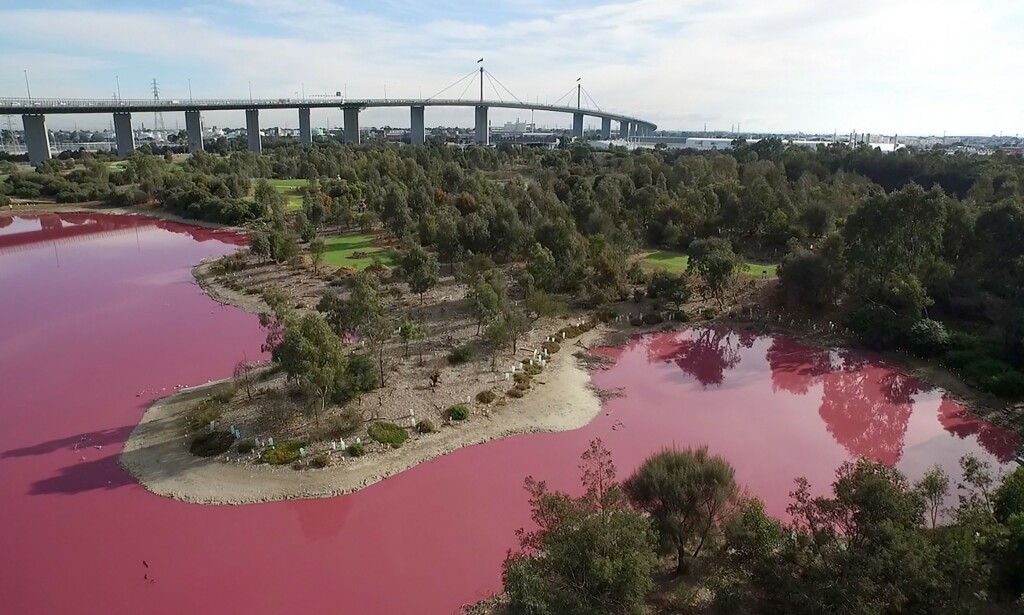 I AUSTRALIA: Innsjøen i Westgate Park i Melbourne blir hvert år rosa, tiltrekker seg mange skuelystne. Foto: AFP PHOTO / PARKS VICTORIA / NTB scanpix I AUSTRALIA: Innsjøen i Westgate Park i Melbourne blir hvert år rosa, tiltrekker seg mange skuelystne. Foto: AFP PHOTO / PARKS VICTORIA / NTB scanpix