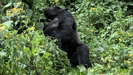 FROKOST: En hanngorilla har funnet et frokostområde i nasjonalparken Bwindi i Uganda. Sølvryggen markerer at det er en voksen hann som plukker blader. Dagbladet var der før corona-restriksjonene. Foto: Øystein Andersen / Dagbladet. FROKOST: En hanngorilla har funnet et frokostområde i nasjonalparken Bwindi i Uganda. Sølvryggen markerer at det er en voksen hann som plukker blader. Dagbladet var der før corona-restriksjonene. Foto: Øystein Andersen / Dagbladet.