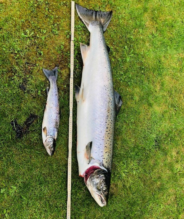 BETYDELIG STØRRELSE: Ørreten som Rekvik og Nergård dro opp samme dag, blir knøttliten ved siden av storlaksen. Foto: Rune Rekvik BETYDELIG STØRRELSE: Ørreten som Rekvik og Nergård dro opp samme dag, blir knøttliten ved siden av storlaksen. Foto: Rune Rekvik