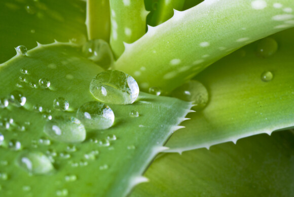 ALOE VERA: Dette er blant ingrediensene i barberskum, og derfor kan produktet ha betennelsesdempende virkning. Foto: NTB Scanpix ALOE VERA: Dette er blant ingrediensene i barberskum, og derfor kan produktet ha betennelsesdempende virkning. Foto: NTB Scanpix