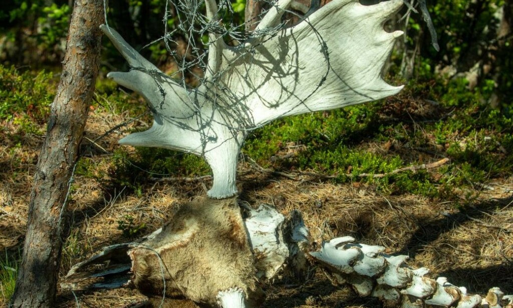 GEVIRET: Det er lett å se at piggtråden er surret godt rundt geviret på elgen. Foto: Elisabeth Jøraholmen GEVIRET: Det er lett å se at piggtråden er surret godt rundt geviret på elgen. Foto: Elisabeth Jøraholmen