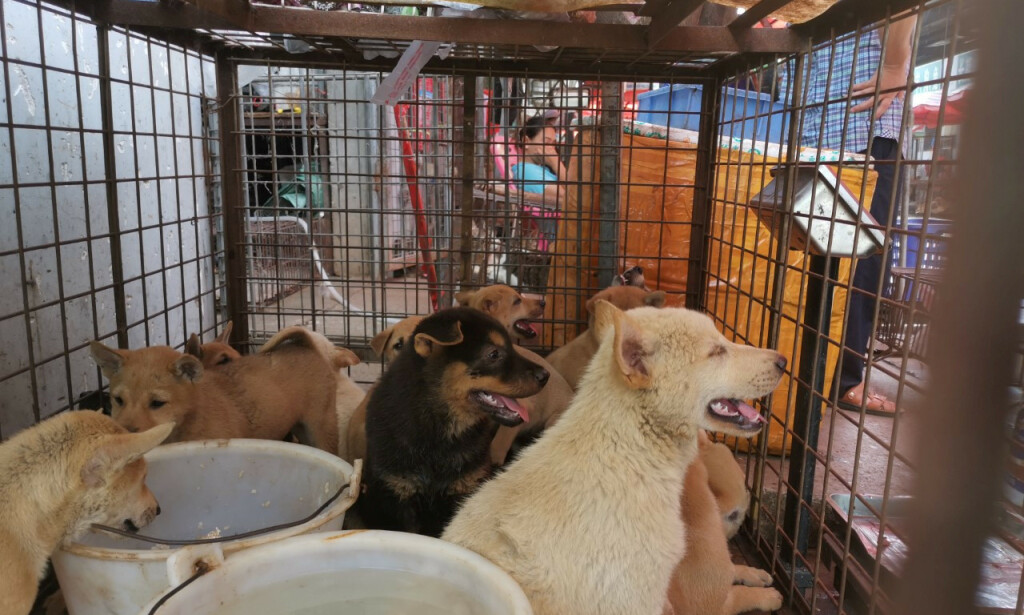 FESTIVAL: Flere tusen hunder spises hvert år under Yulin hundefestival. Foto: Haifent Xu / NTB scanpix FESTIVAL: Flere tusen hunder spises hvert år under Yulin hundefestival. Foto: Haifent Xu / NTB scanpix