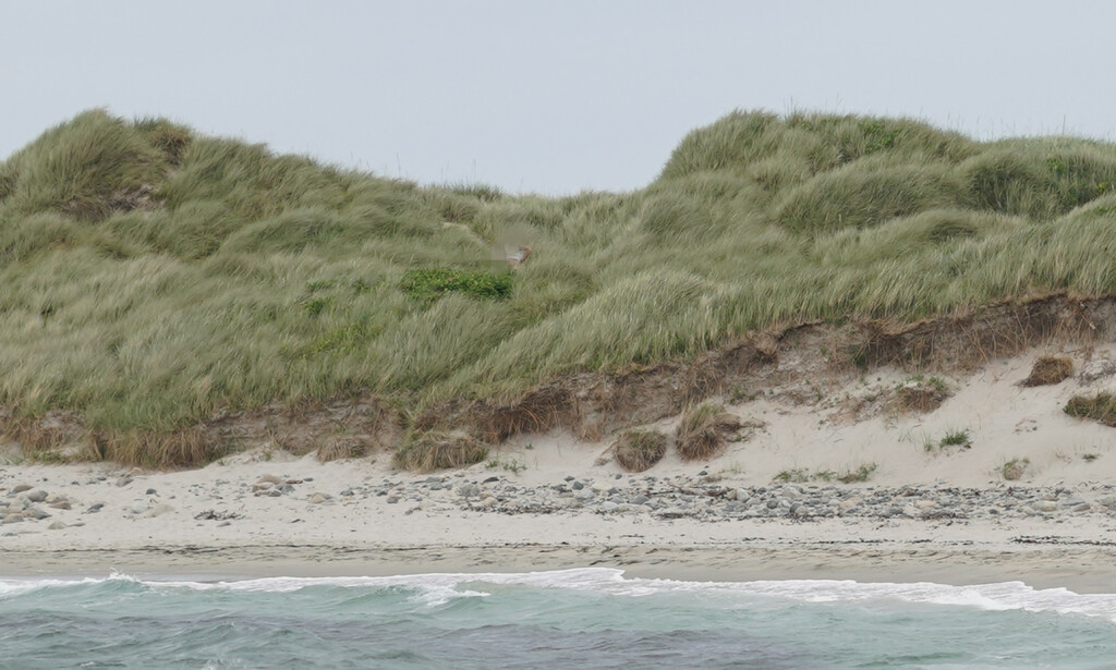 LEI: Rogaland naturistforening vil ha slutt på Orrestranda som et sted for sextreff. De mener det ødelegger for naturistforeningen, som har brukt stranda i flere tiår. Foto: Tipser LEI: Rogaland naturistforening vil ha slutt på Orrestranda som et sted for sextreff. De mener det ødelegger for naturistforeningen, som har brukt stranda i flere tiår. Foto: Tipser