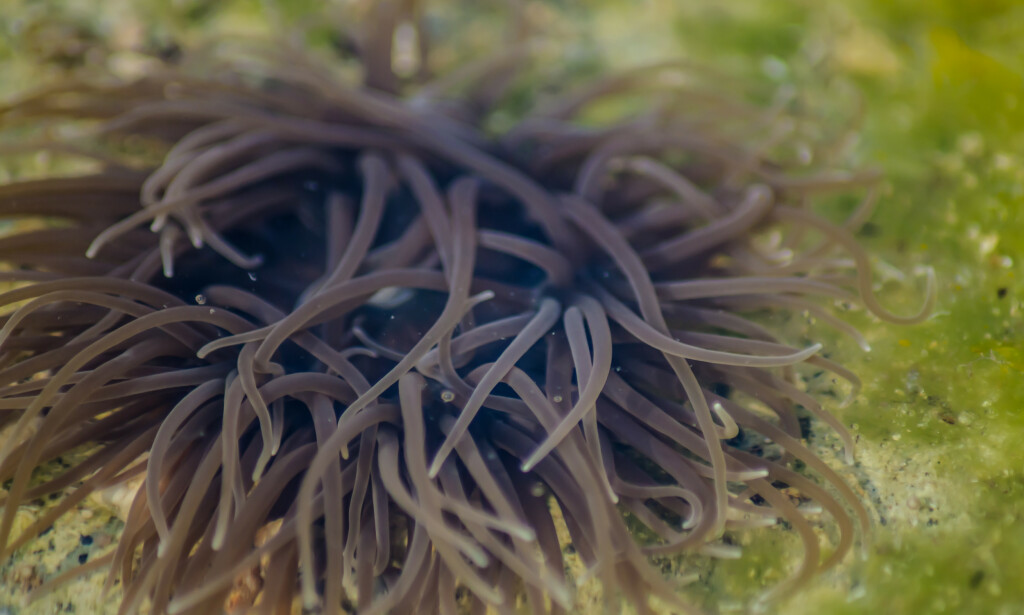 SJØANEMONE: Sjøanemoner er nesledyr med tentakler, og én fot. De har giftceller i tentaklene. Foto: Shutterstock SJØANEMONE: Sjøanemoner er nesledyr med tentakler, og én fot. De har giftceller i tentaklene. Foto: Shutterstock