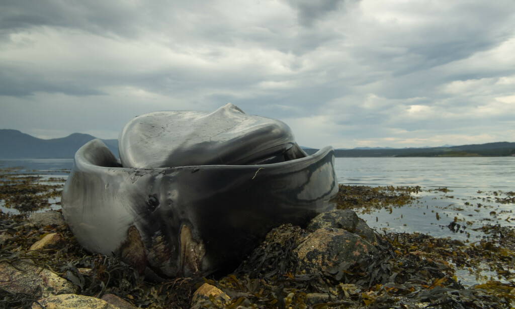 SKAL FLYTTES: Vestnes kommune har søndag kontaktet Kystverket og Fiskeridirektoratet, som skal ta seg av hvalskrotten. Foto: Roger Brendhagen SKAL FLYTTES: Vestnes kommune har søndag kontaktet Kystverket og Fiskeridirektoratet, som skal ta seg av hvalskrotten. Foto: Roger Brendhagen