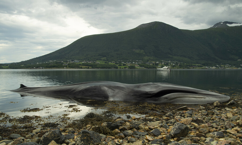 MAGER: Marinbiolog Eve Jourdain mener hvalen ser mager ut, og påpeker at man kan se ryggraden. Foto: Roger Brendhagen MAGER: Marinbiolog Eve Jourdain mener hvalen ser mager ut, og påpeker at man kan se ryggraden. Foto: Roger Brendhagen