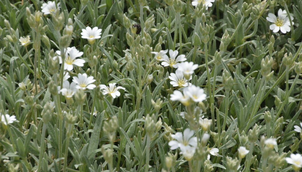Filtarve har blekgrønt bladverk og små, hvite blomster. Foto: Krzysztof Golik/Wikimedia Commons Filtarve har blekgrønt bladverk og små, hvite blomster. Foto: Krzysztof Golik/Wikimedia Commons