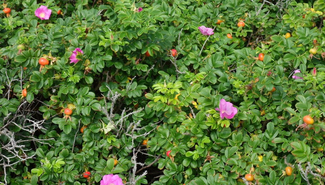 Rynkerose vokser fort til store busker med rosa blomster og nyper med frø. Foto: W.Carter/Wikimedia Commons Rynkerose vokser fort til store busker med rosa blomster og nyper med frø. Foto: W.Carter/Wikimedia Commons