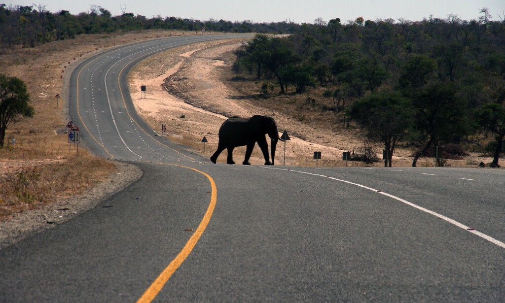 UTBREDT: En elefant krysser hovedveien som går fra Botswana til Zambia i nord-Botswana. Det anslås å være omkring 130 000 elefanter i Botswana i dag. Foto: AP UTBREDT: En elefant krysser hovedveien som går fra Botswana til Zambia i nord-Botswana. Det anslås å være omkring 130 000 elefanter i Botswana i dag. Foto: AP