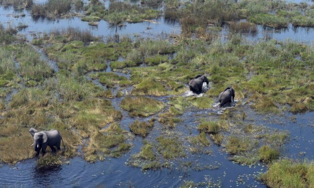 DELTA: Okavango-deltaet er er verdens største innenlandsdelta og er kjent for sitt rike dyreliv. Foto: AFP/ NTB Scanpix DELTA: Okavango-deltaet er er verdens største innenlandsdelta og er kjent for sitt rike dyreliv. Foto: AFP/ NTB Scanpix