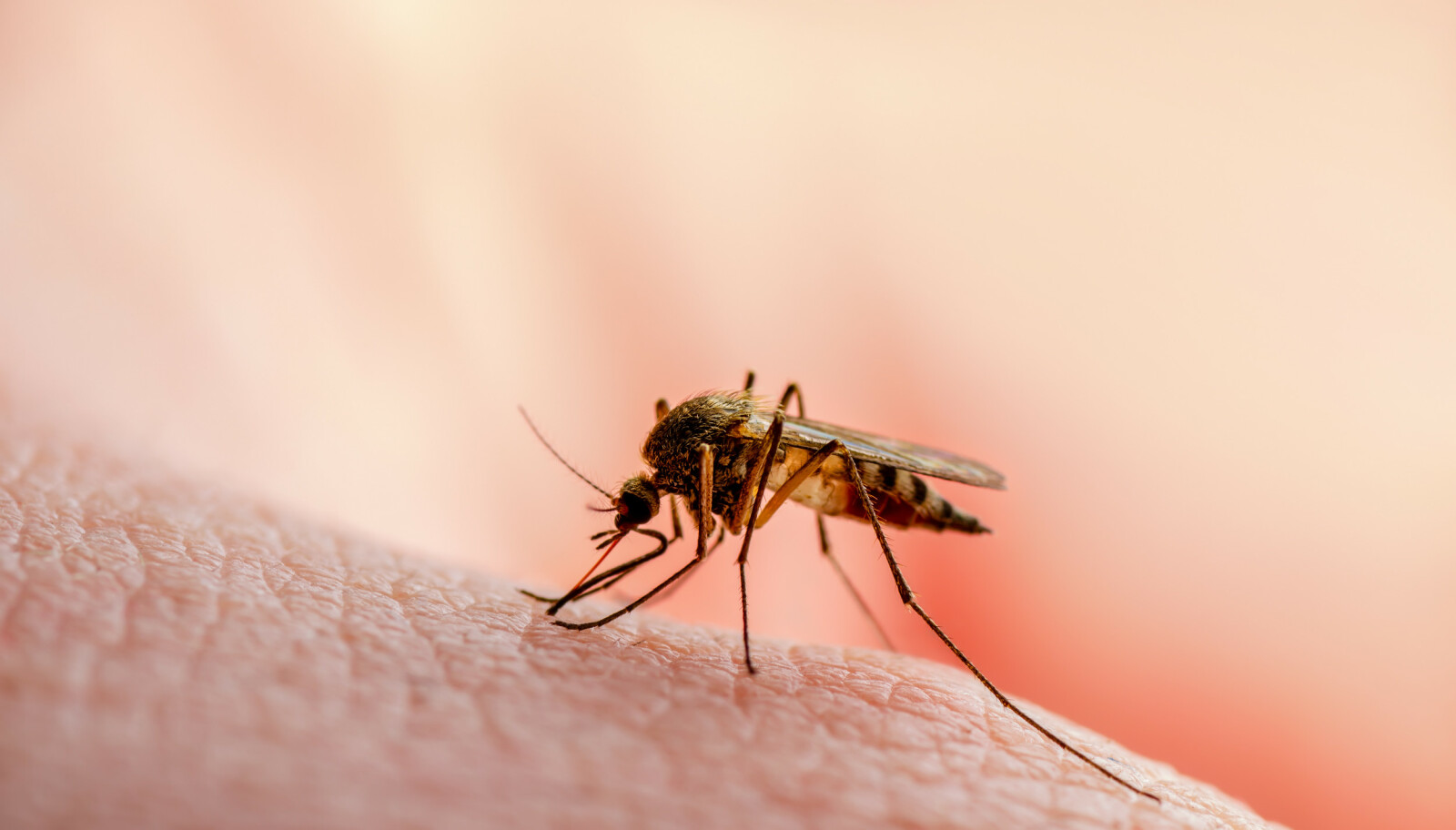 PLAGSOMT: Det blodsugende lille insektet kan være svært irriterende og innpåslitent, og noen opplever dette mer enn andre. Kroppslukten din kan faktisk ha noe å si for hvorfor myggen velger akkurat deg. Foto: NTB Scanpix PLAGSOMT: Det blodsugende lille insektet kan være svært irriterende og innpåslitent, og noen opplever dette mer enn andre. Kroppslukten din kan faktisk ha noe å si for hvorfor myggen velger akkurat deg. Foto: NTB Scanpix