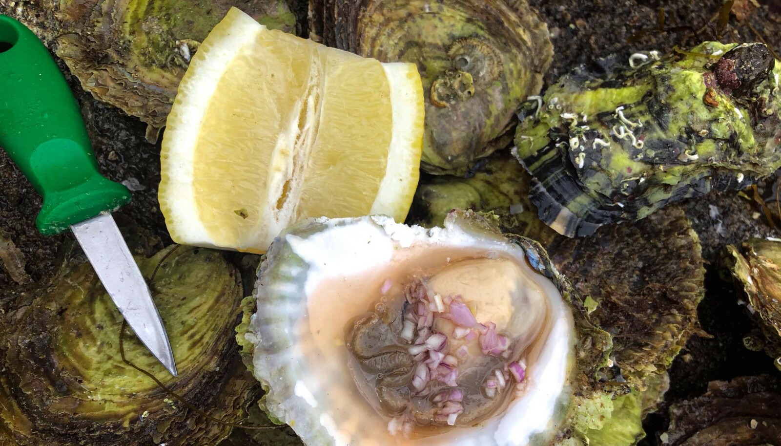 Østers rett fra havet, kun med hakket sjalottløk og rødvinseddik, er Trond Mois favoritt. Foto: Anders Martinsen Østers rett fra havet, kun med hakket sjalottløk og rødvinseddik, er Trond Mois favoritt. Foto: Anders Martinsen