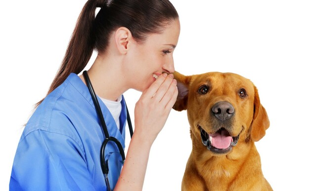image: Rister hunden din mye på hodet? Det kan være ørebetennelse image: Rister hunden din mye på hodet? Det kan være ørebetennelse