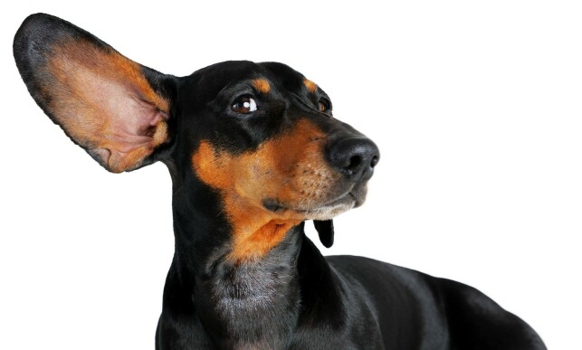 image: Rister hunden din mye på hodet? Det kan være ørebetennelse image: Rister hunden din mye på hodet? Det kan være ørebetennelse